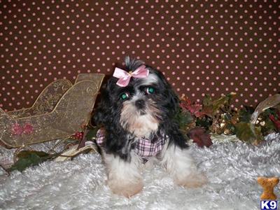 Shih Tzu Puppies for Sale